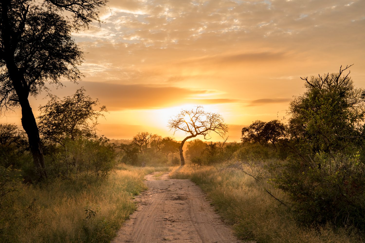 Dawn light breaking over a bush track, mist low in the grass