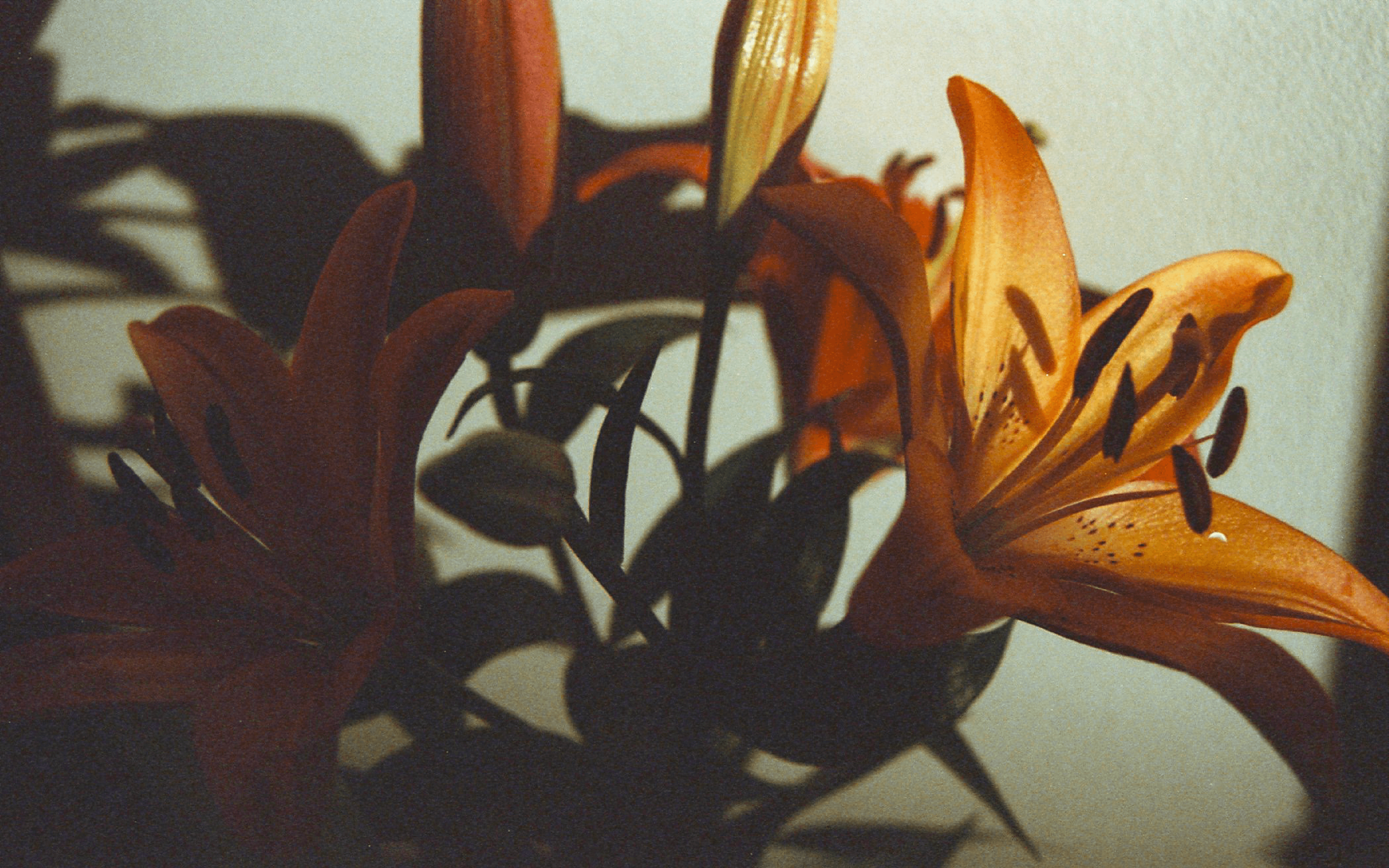 Close-up of orange tiger lily blooms with dark green leaves