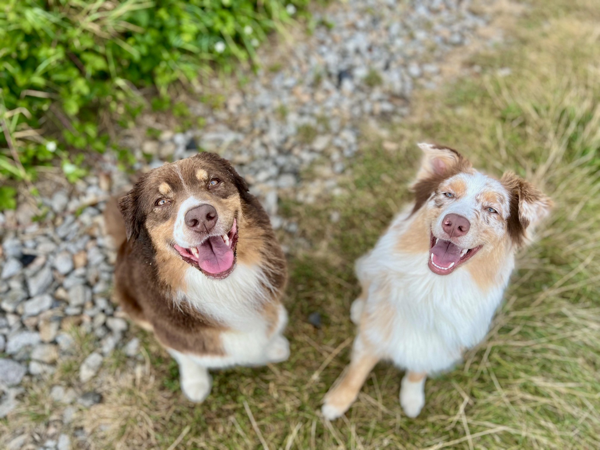 Feny (Brownie a Maille)
