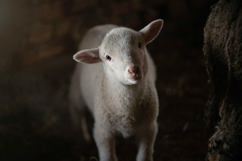 Alimentos para becerros en engorda