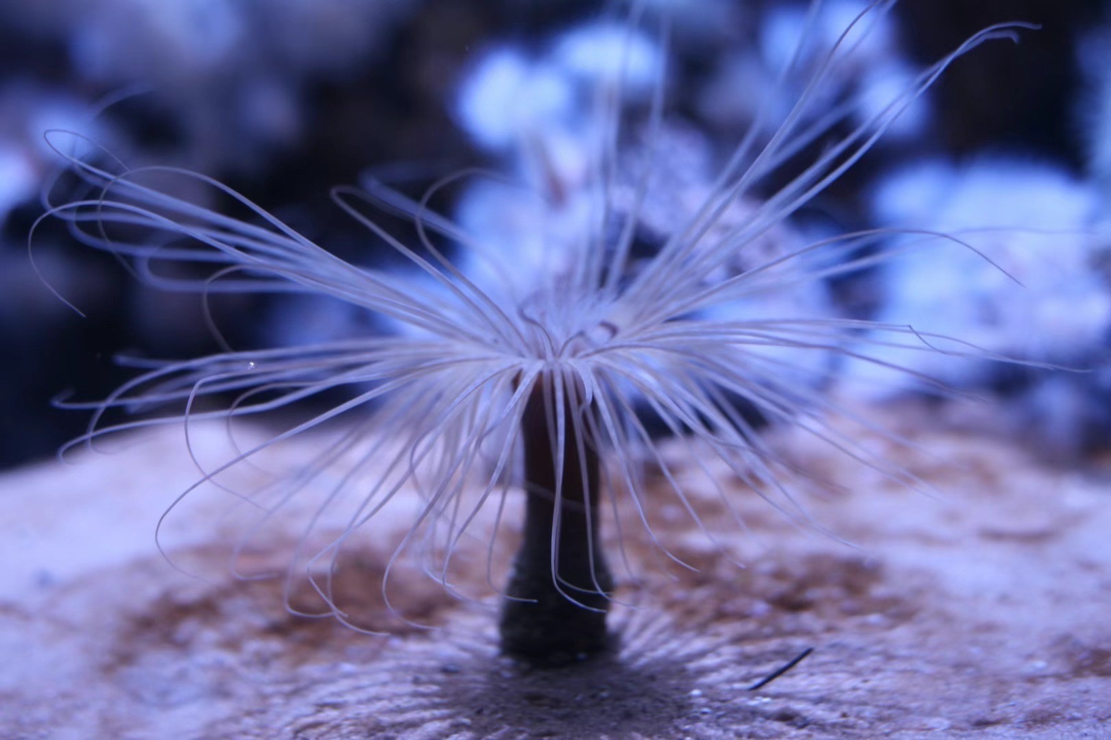 Women On Neon Background