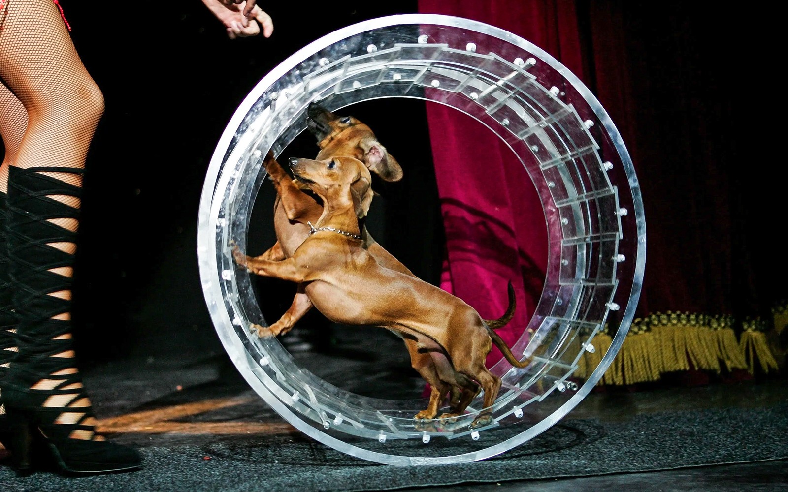 拉斯维加斯波波维奇喜剧宠物剧院门票