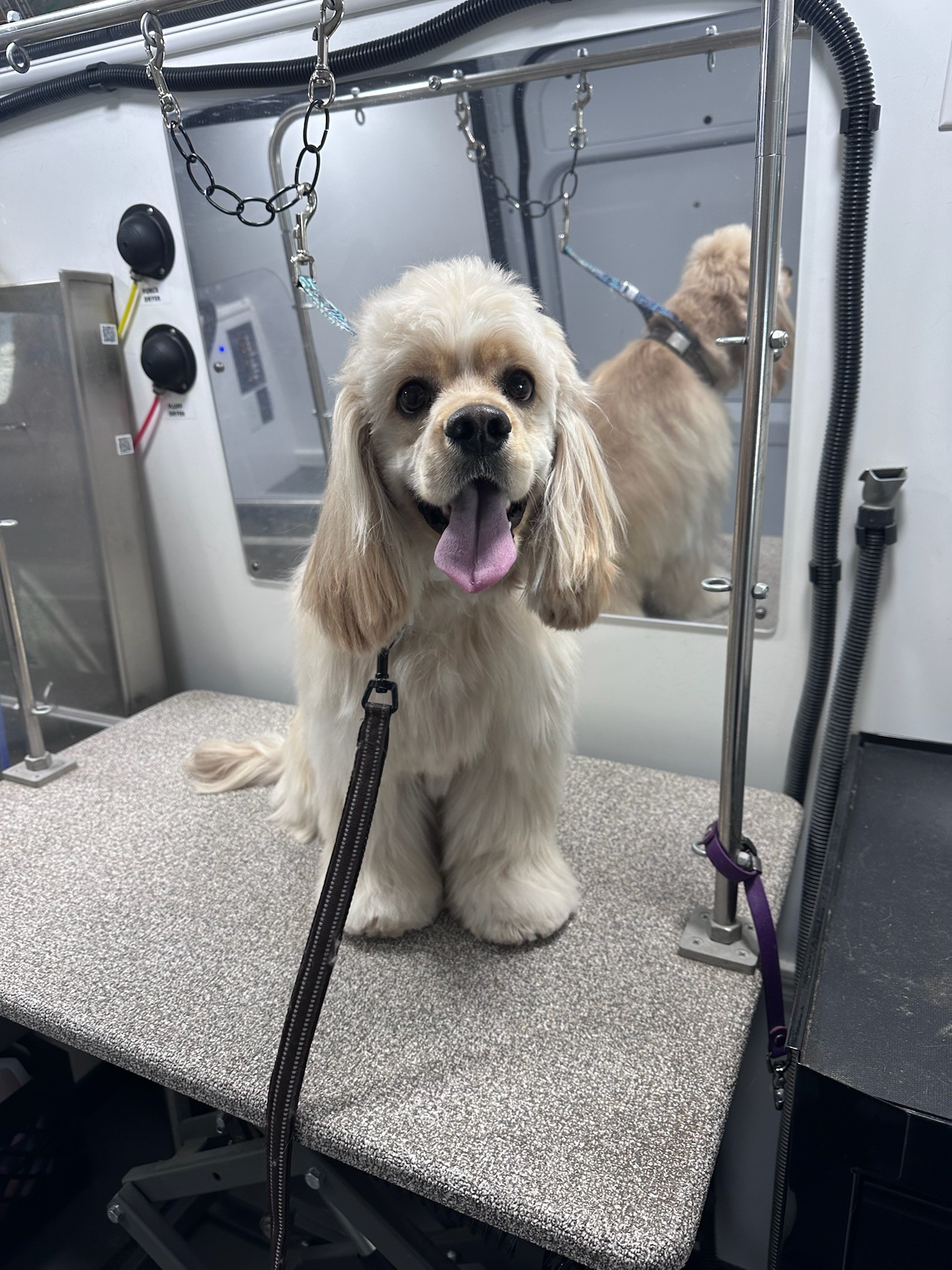 Cream-colored Cocker Spaniel standing on grooming table during mobile dog grooming in Orange County