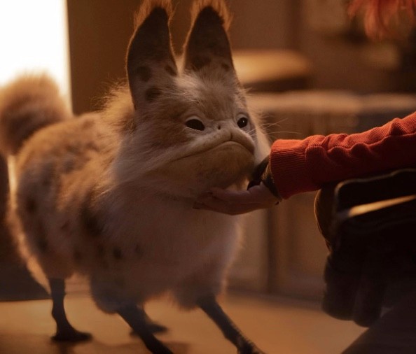 An orange loth cat being pet under its chin