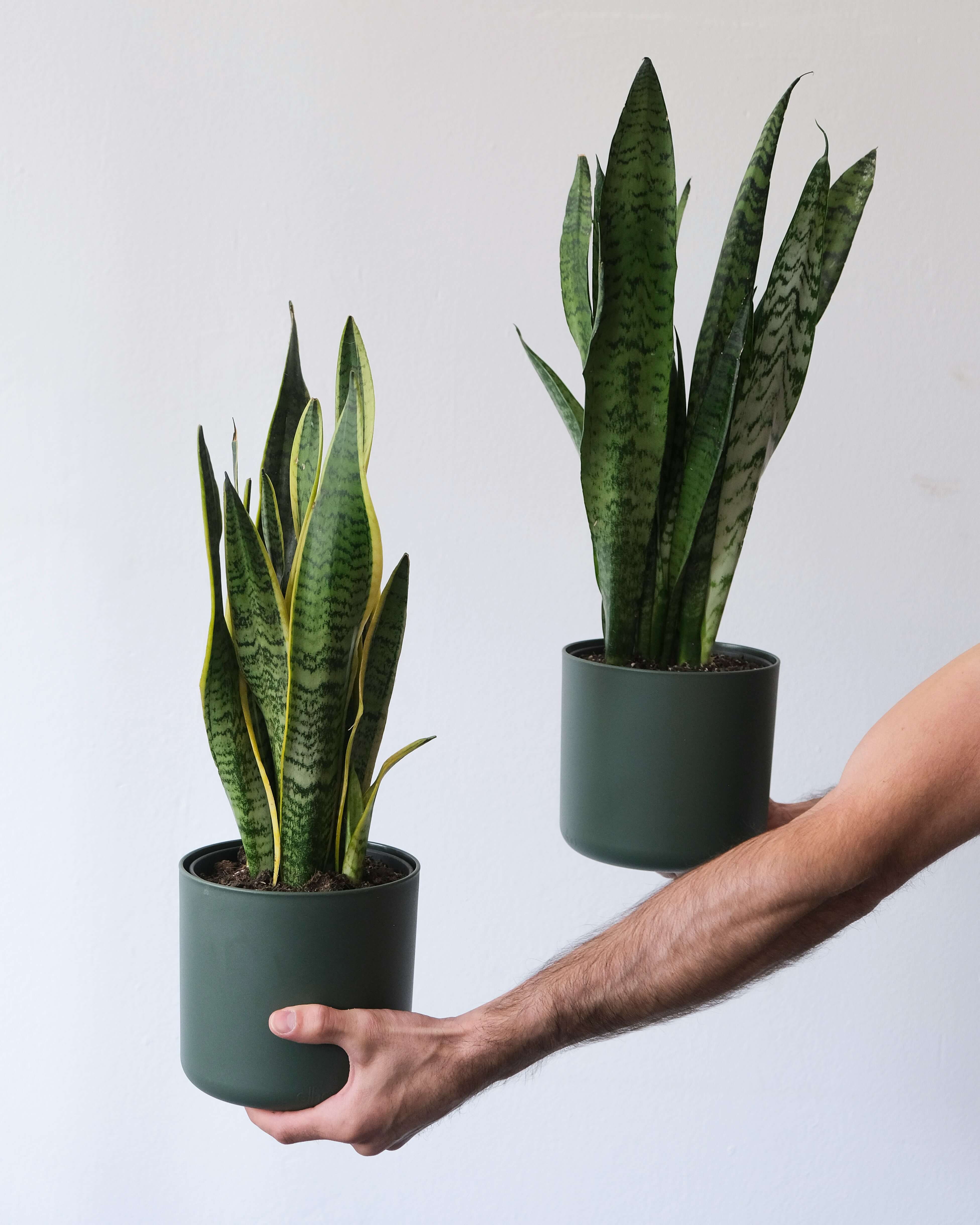 green-leafed plant in white pot (Background Removed)
