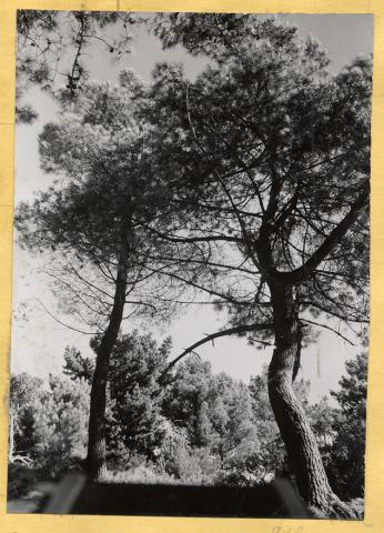 Plantaciones Forestales