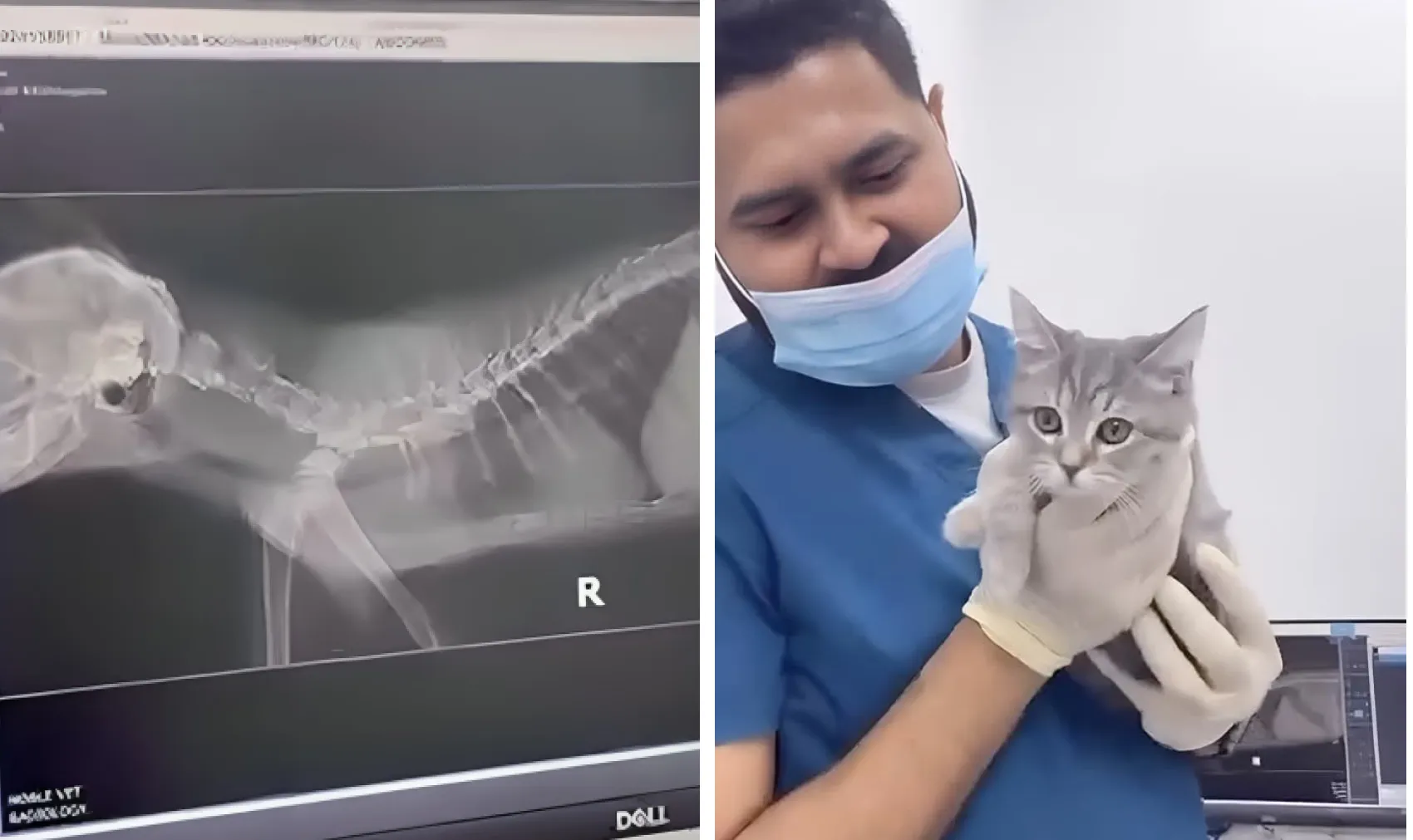 A computer monitor displaying a side-view X-ray of a cat, showing its skeletal structure with an all clear. The image is part of a veterinary examination and is labeled "R." and A veterinarian wearing a mask and gloves gently holds a small gray kitten, evoking a calm and caring atmosphere in a clinical setting.