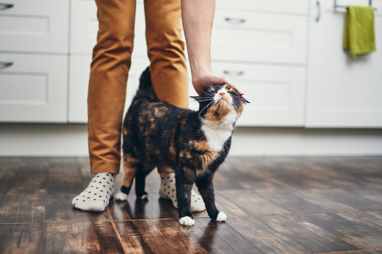 cat being patted in a kitchen