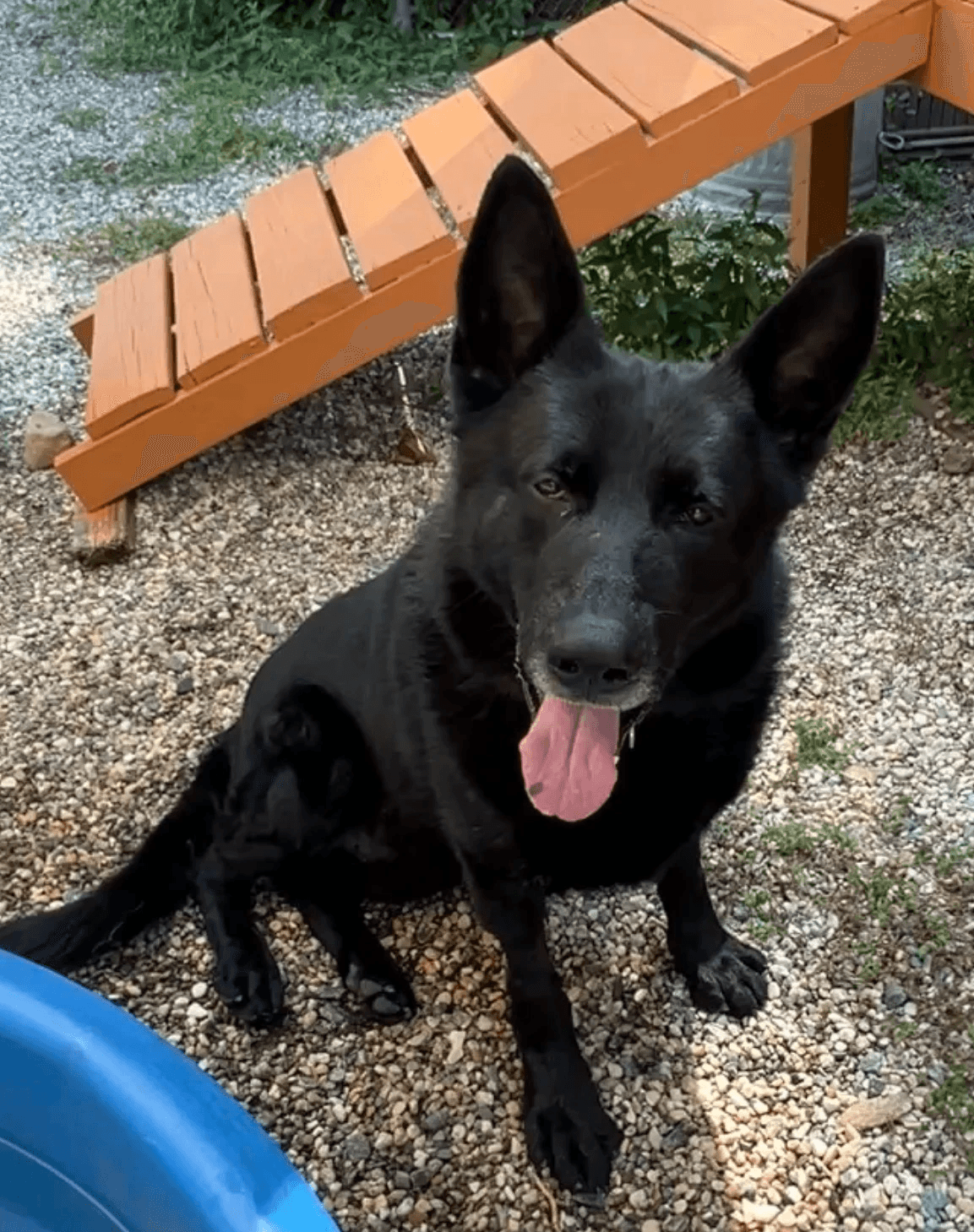 shallow focus photo of woman touching long-coated black and brown dog