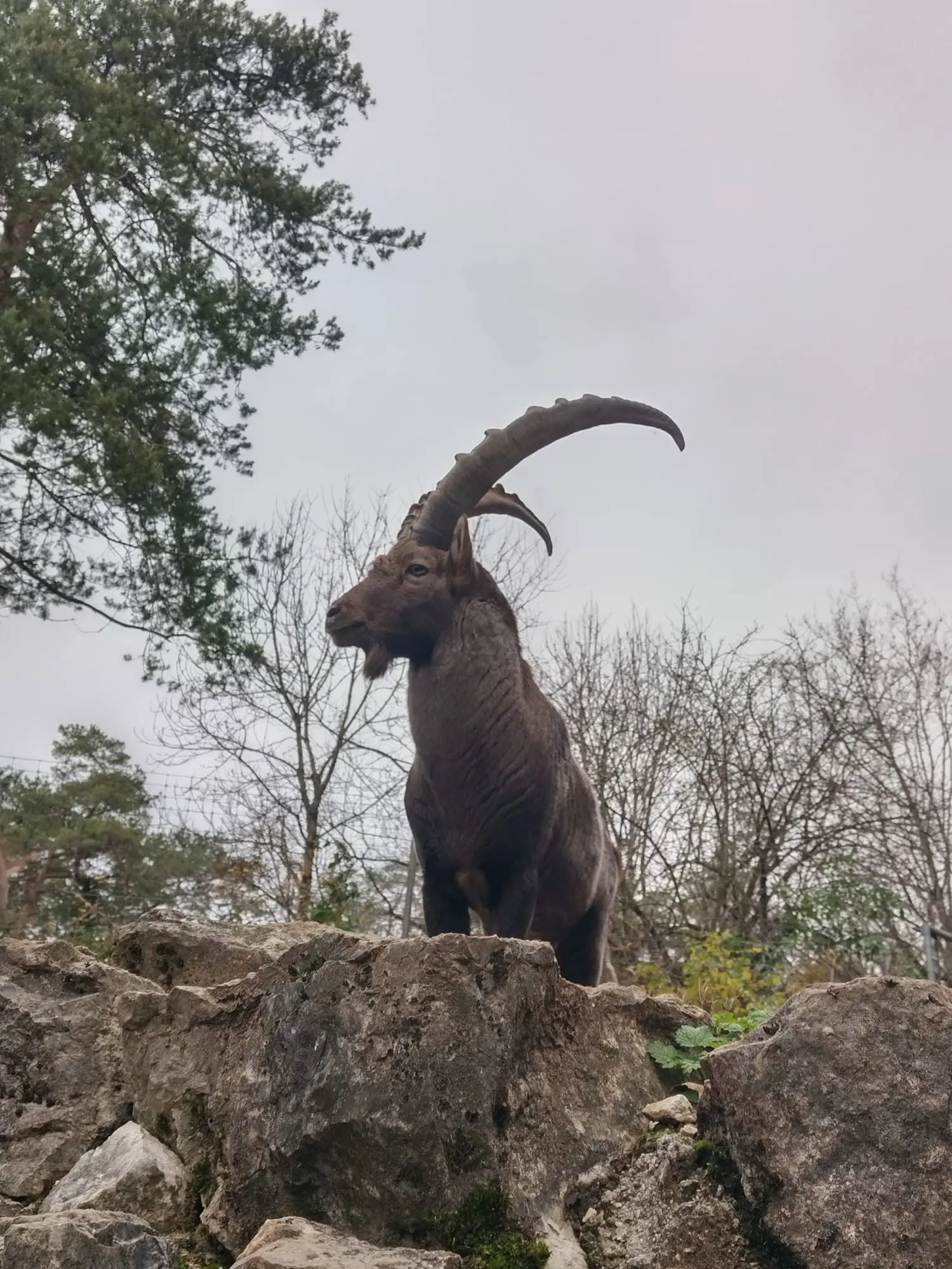 Alpensteinbock im Tierpark Biel