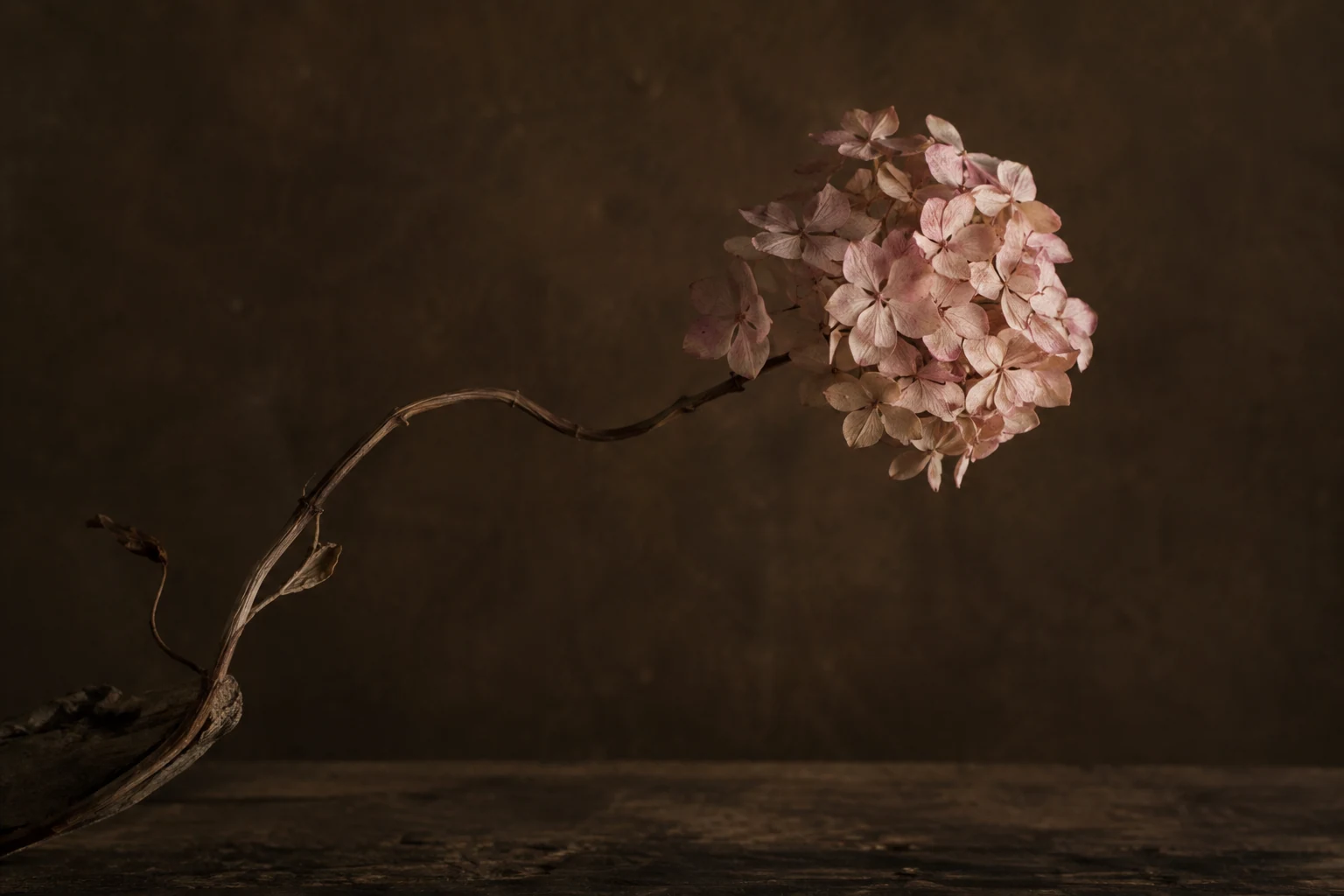 One faded pale pink hydrangea blossom on a twisted dry stem against a deep brown ground