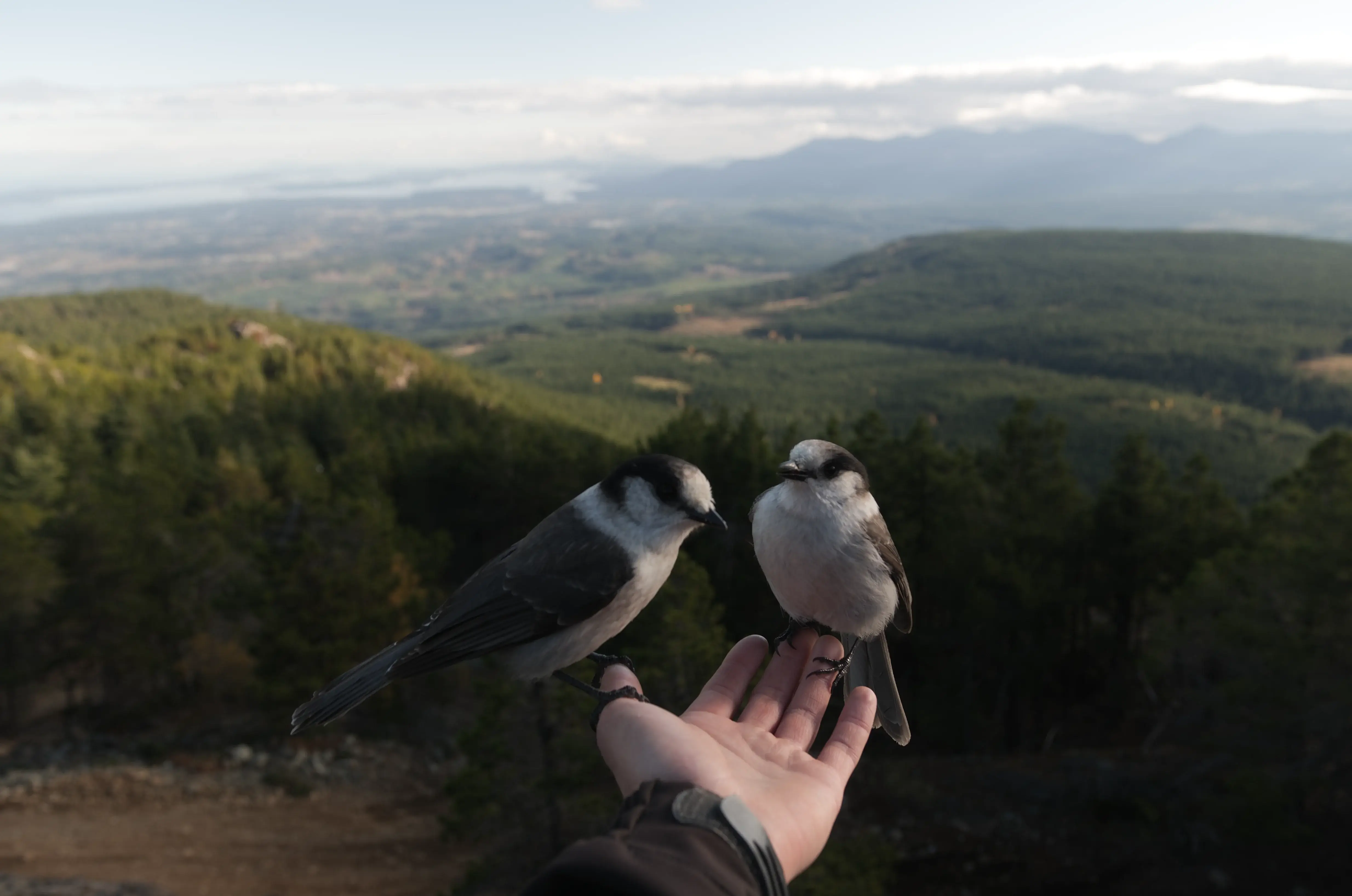 Michael Carter in a dark background