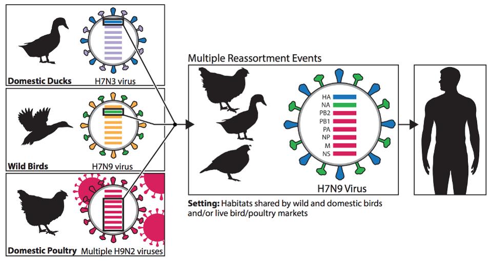 H7N9