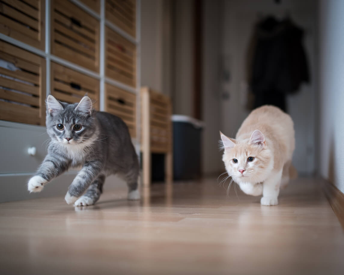 two cats running indoors