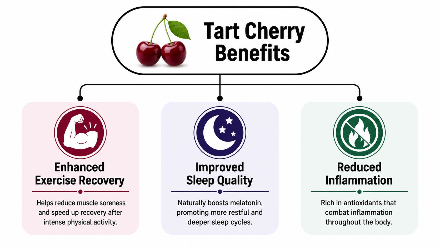 An infographic showing the three main health benefits of tart cherries including recovery, sleep, and inflammation reduction.