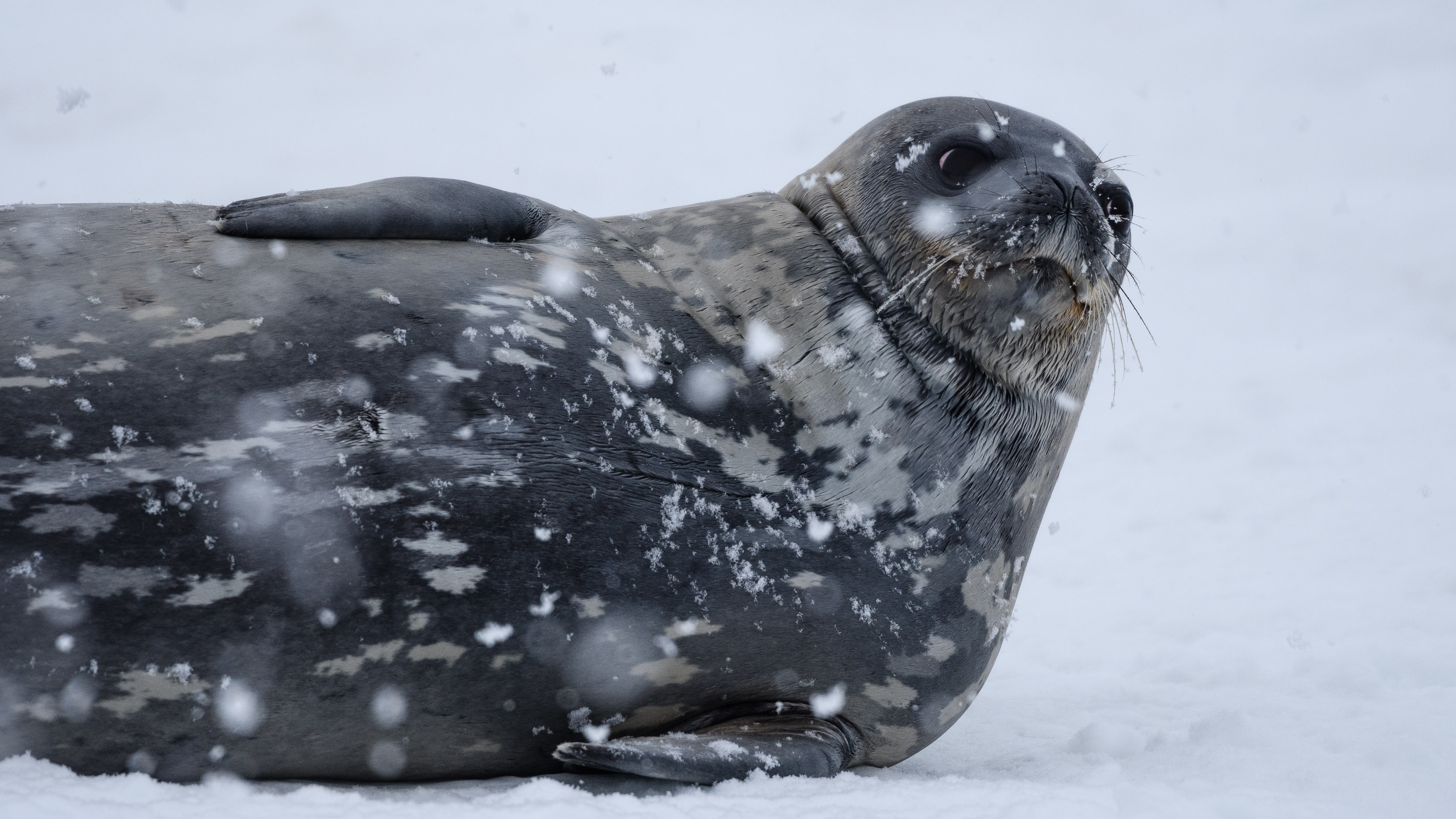 The photograph features a seal lying on a snowy surface. The seal's body is covered in a mix of dark and light patches, blending with the snowy environment. 