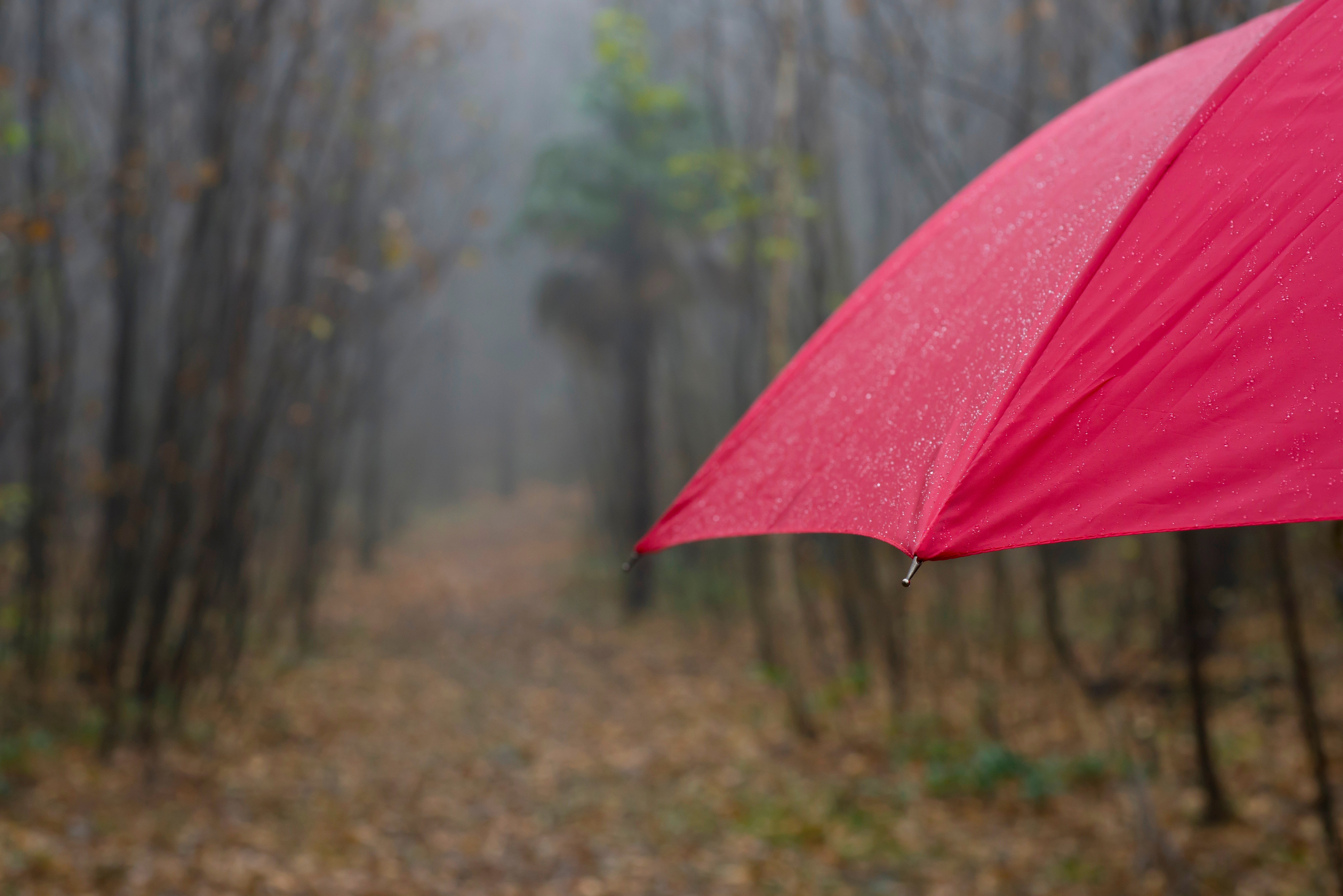 A red umbrella with woodland shown in the background