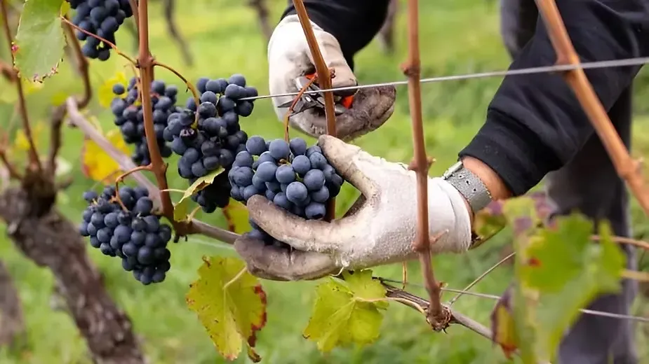 Viticulture - Types of Horticulture Crops.webp