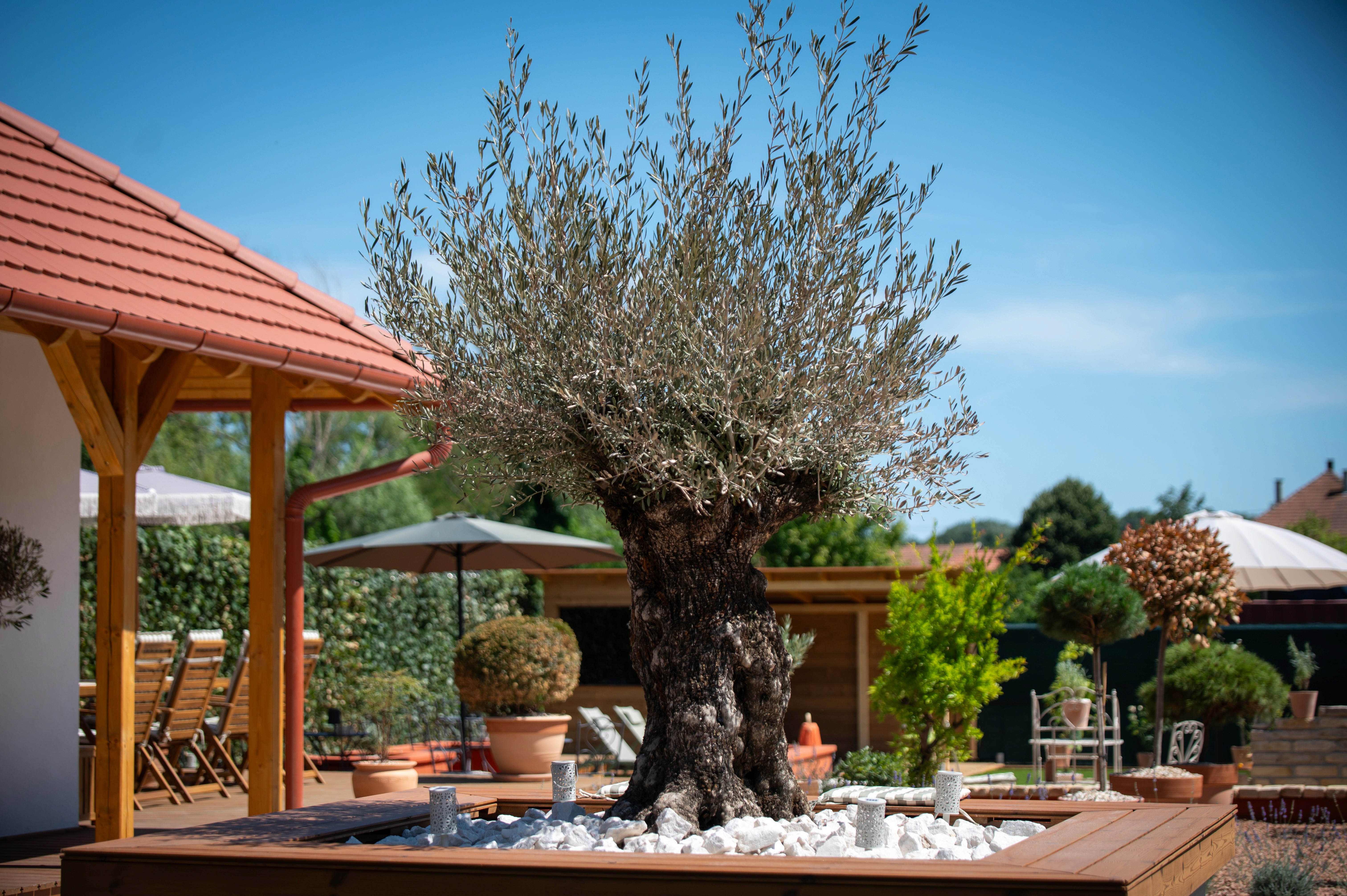 Egy elegáns, idős olajfa áll a gondosan kialakított kert középpontjában, dekoratív fehér kövekkel és kerti bútorokkal körülvéve, tiszta kék ég alatt.
