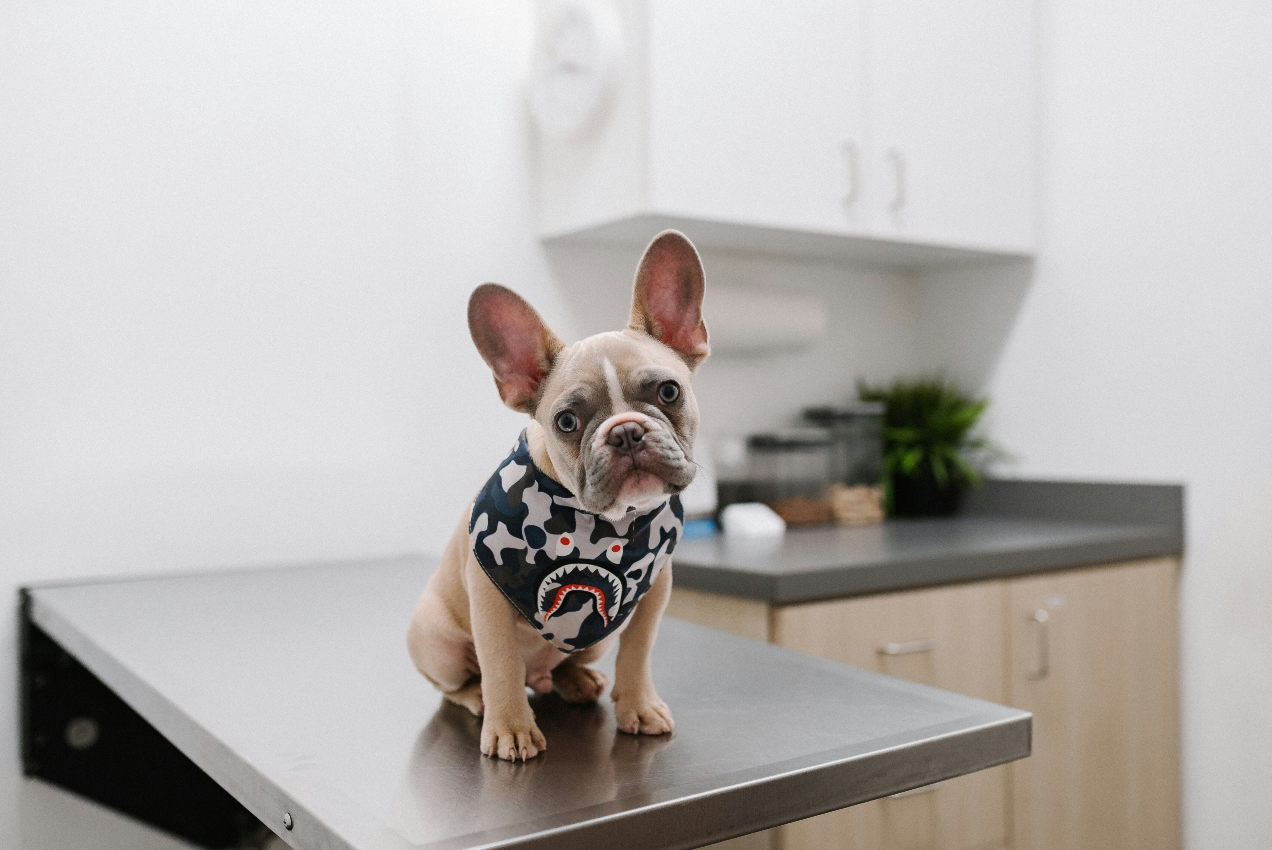 Light brown and white frenchie looking at the camera sitting on a vet consulation table