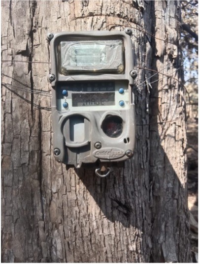 Cuddeback X-Change Color Model 1279 camera trap mounted on a tree for remote wildlife monitoring.