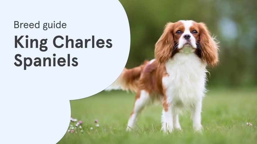 A Cavalier King Charles Spaniel with a chestnut and white coat stands on a green lawn, alongside a "Breed guide: King Charles Spaniels" text graphic on a pale blue background.