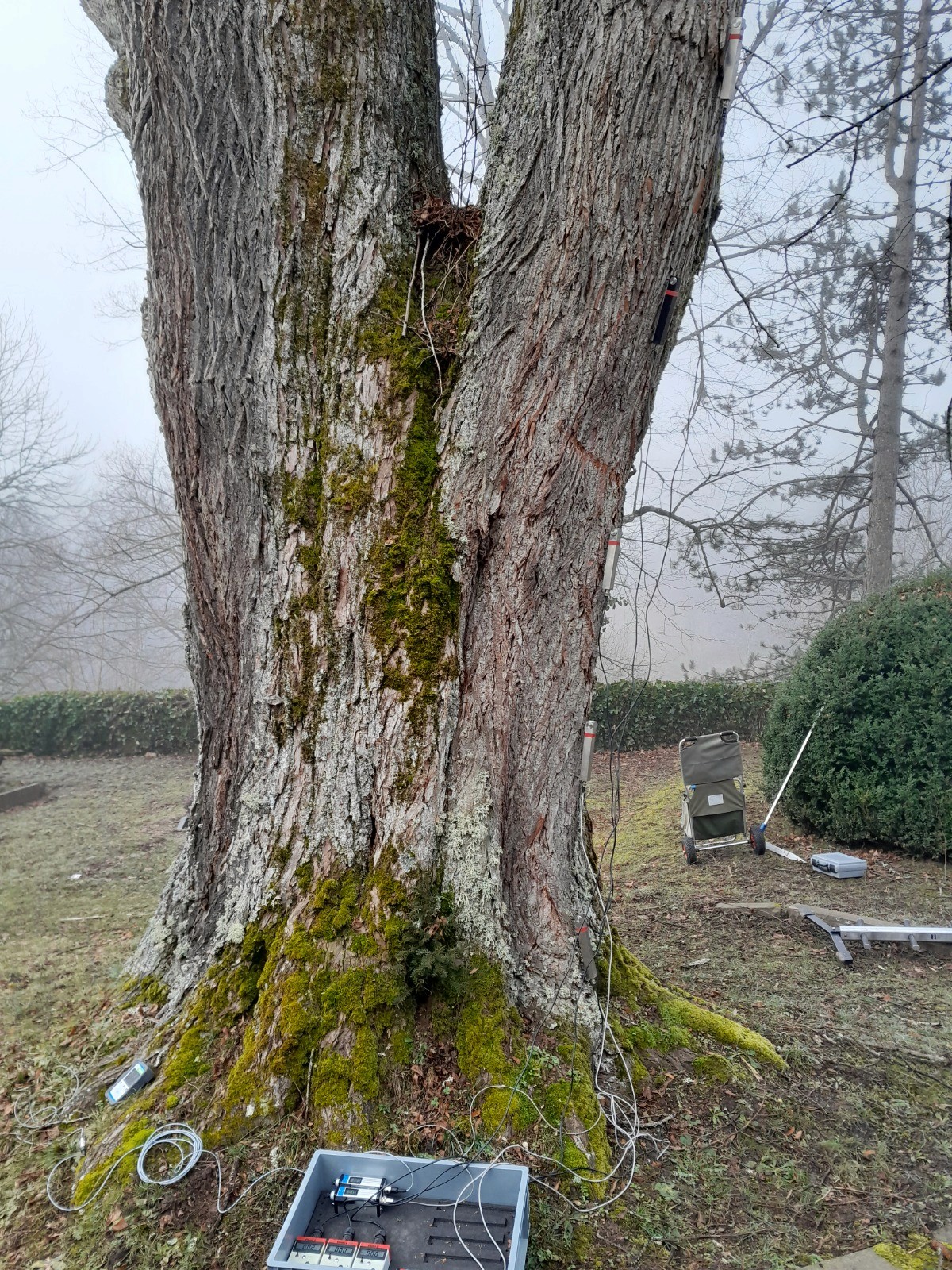 Baum wird kontrolliert