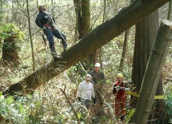 Tree Service