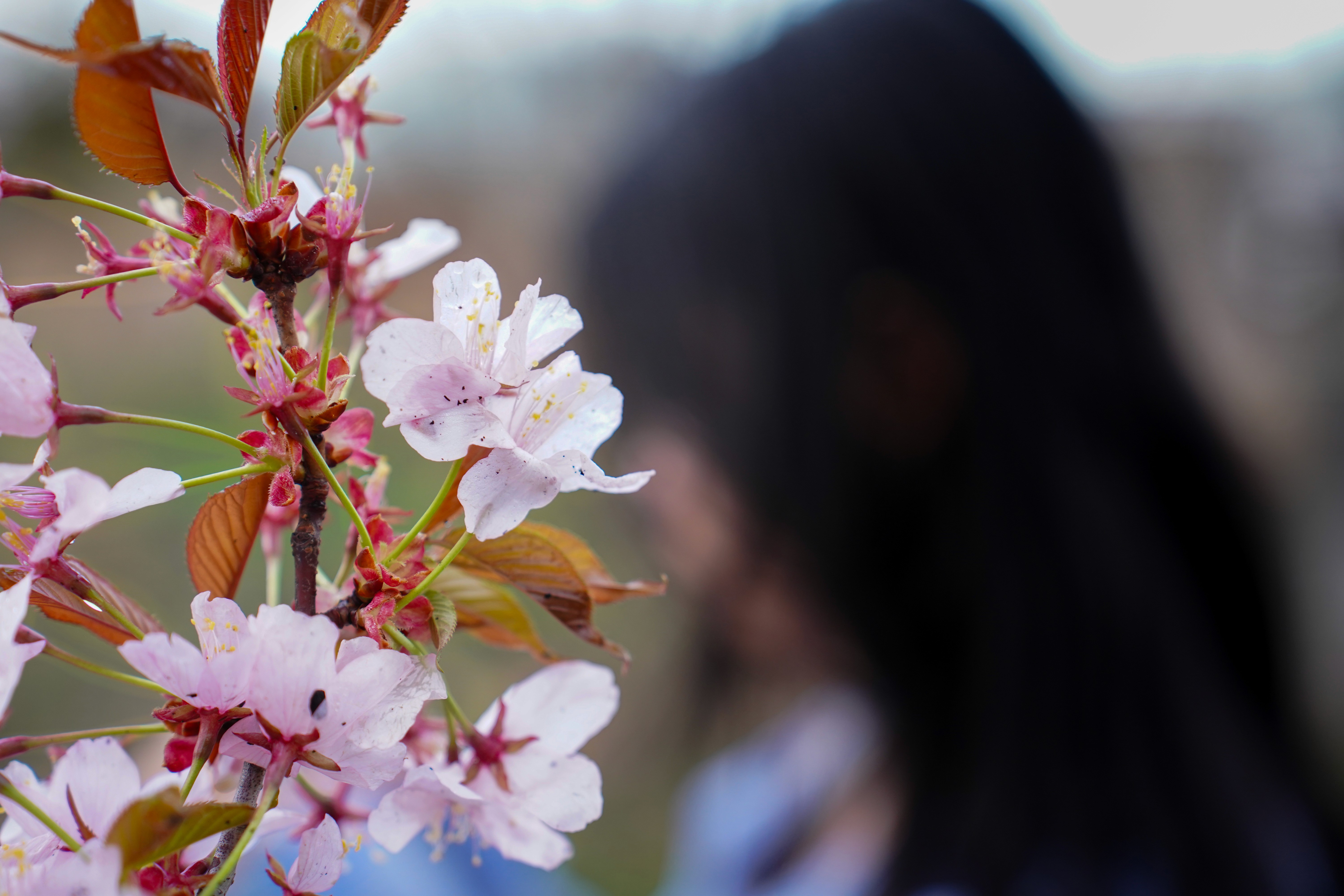 Album Photo Real Mehedi Free Framer Template Photography