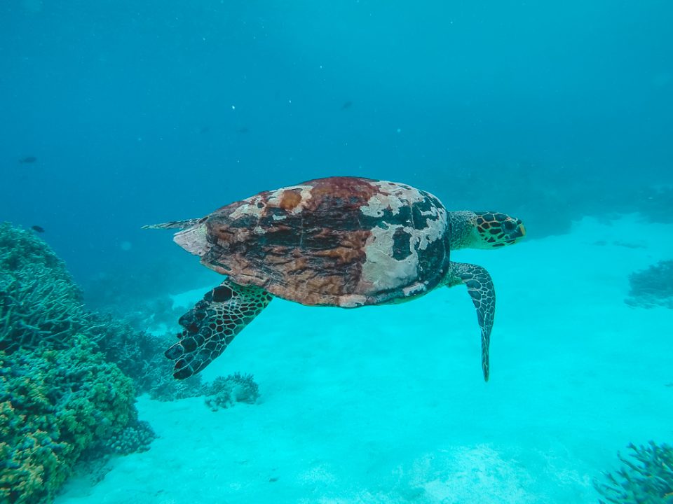 Sailing the Maldives – Local islands and a dinner in the sand