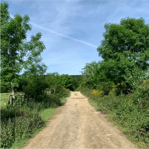 a dirt road surrounded by trees and bushes