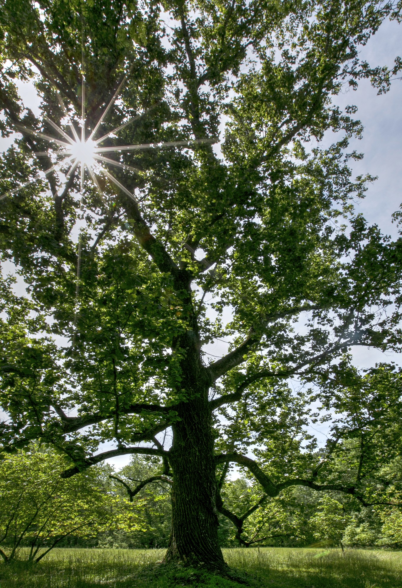 Green aurora lights in the sky at night
