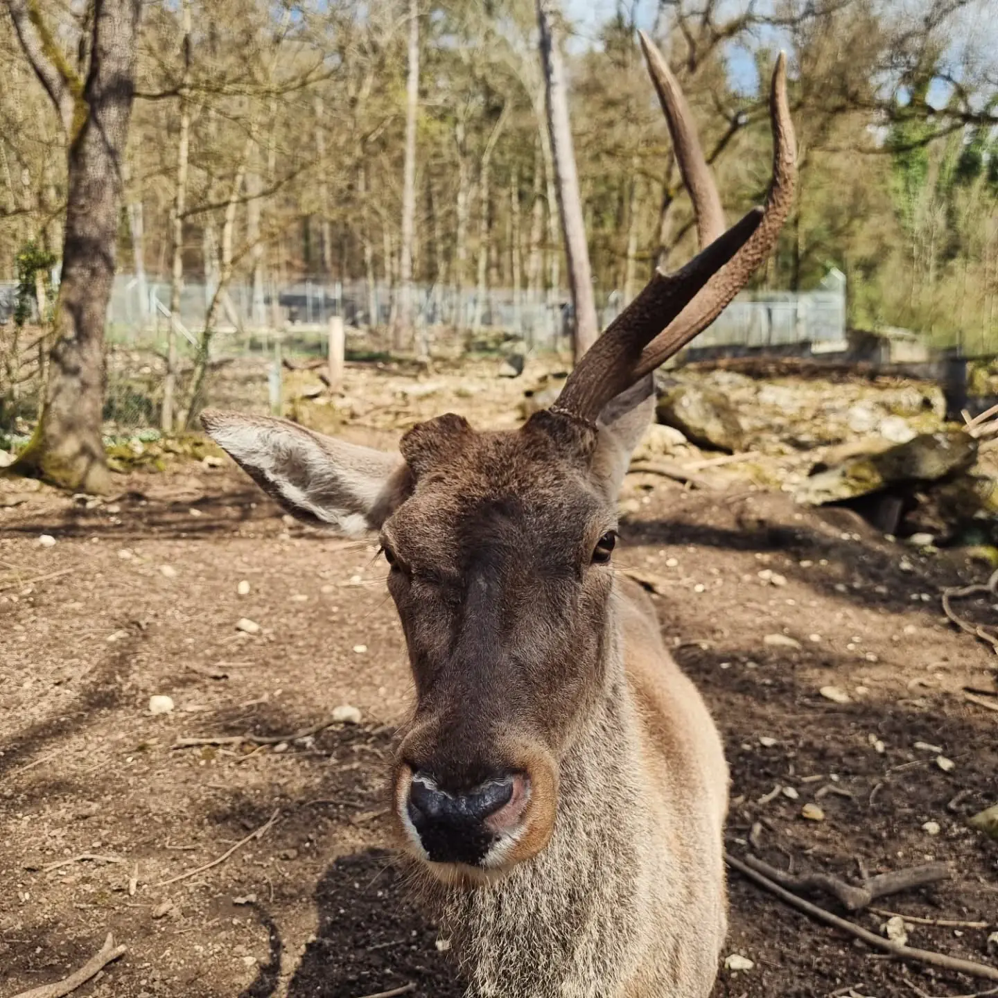 Sikahirsch im Tierpark Biel