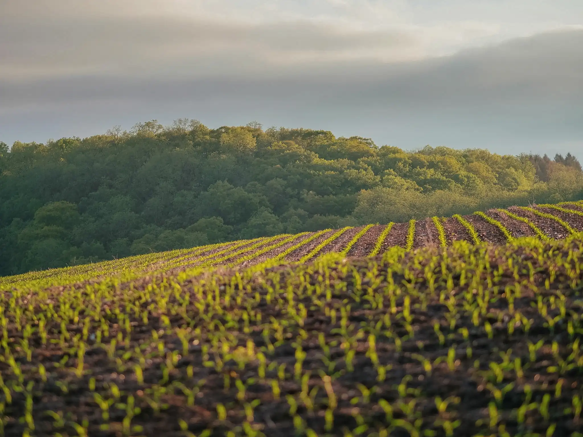 Vista aérea de colinas de cultivo