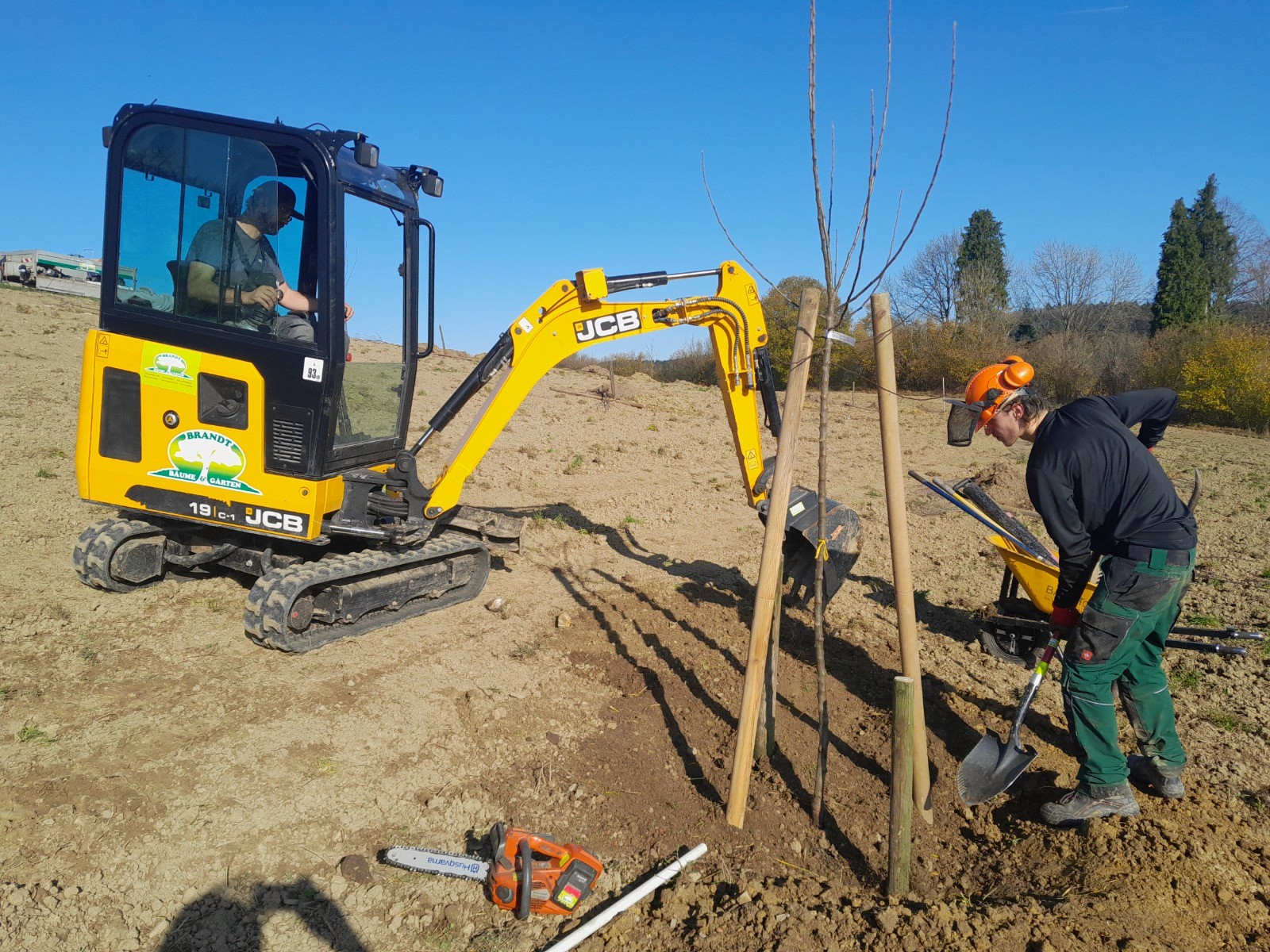 Frische Baumpflanzung mit Bagger
