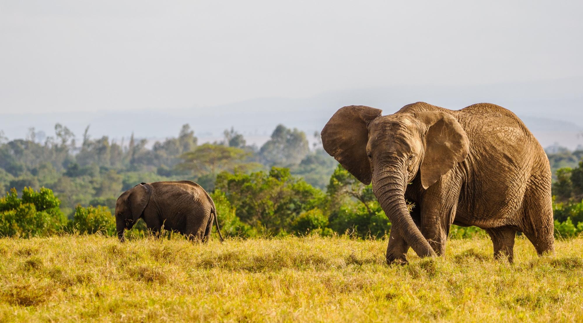 Elephants in the Tanzania Northern Circuit