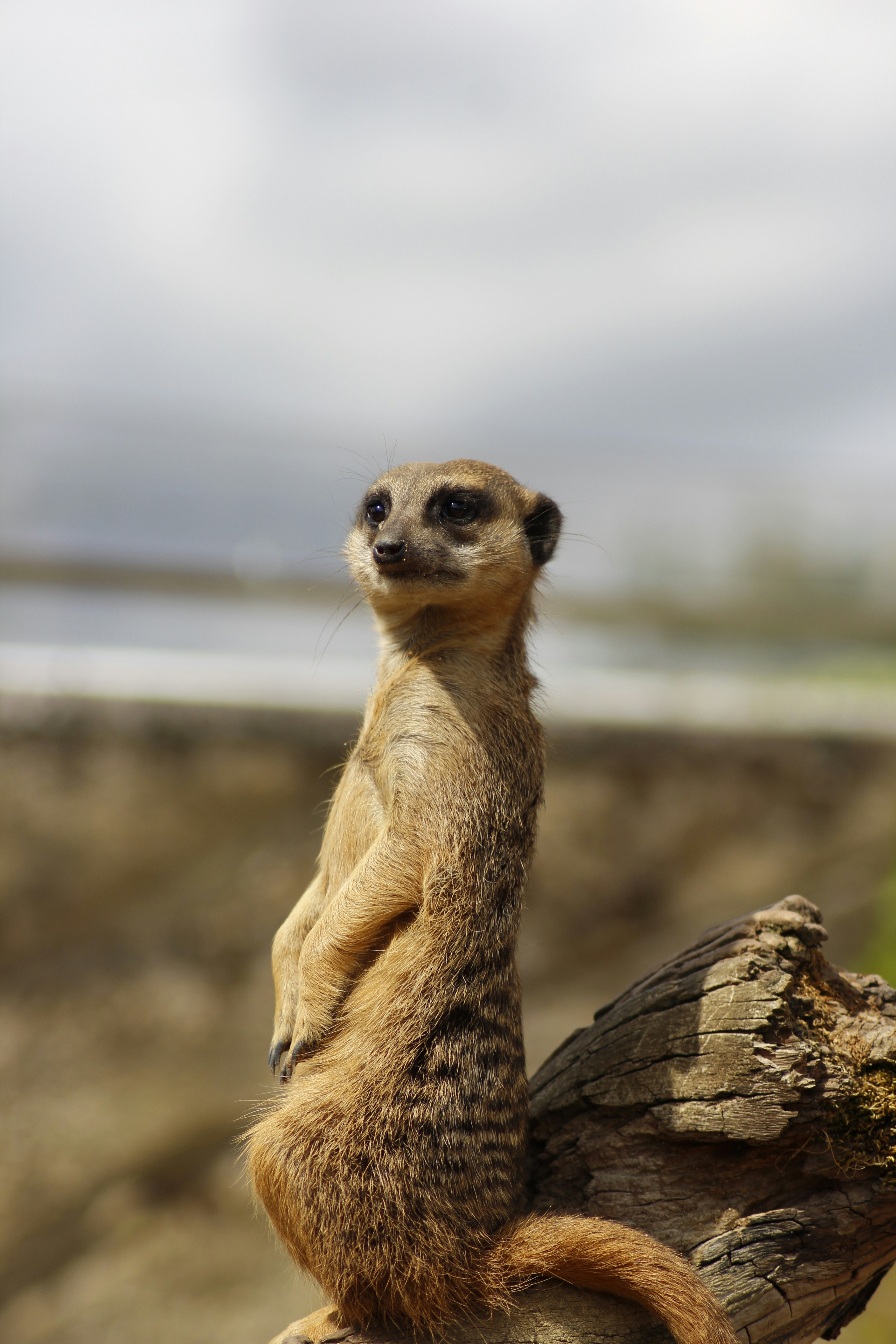 meerkat