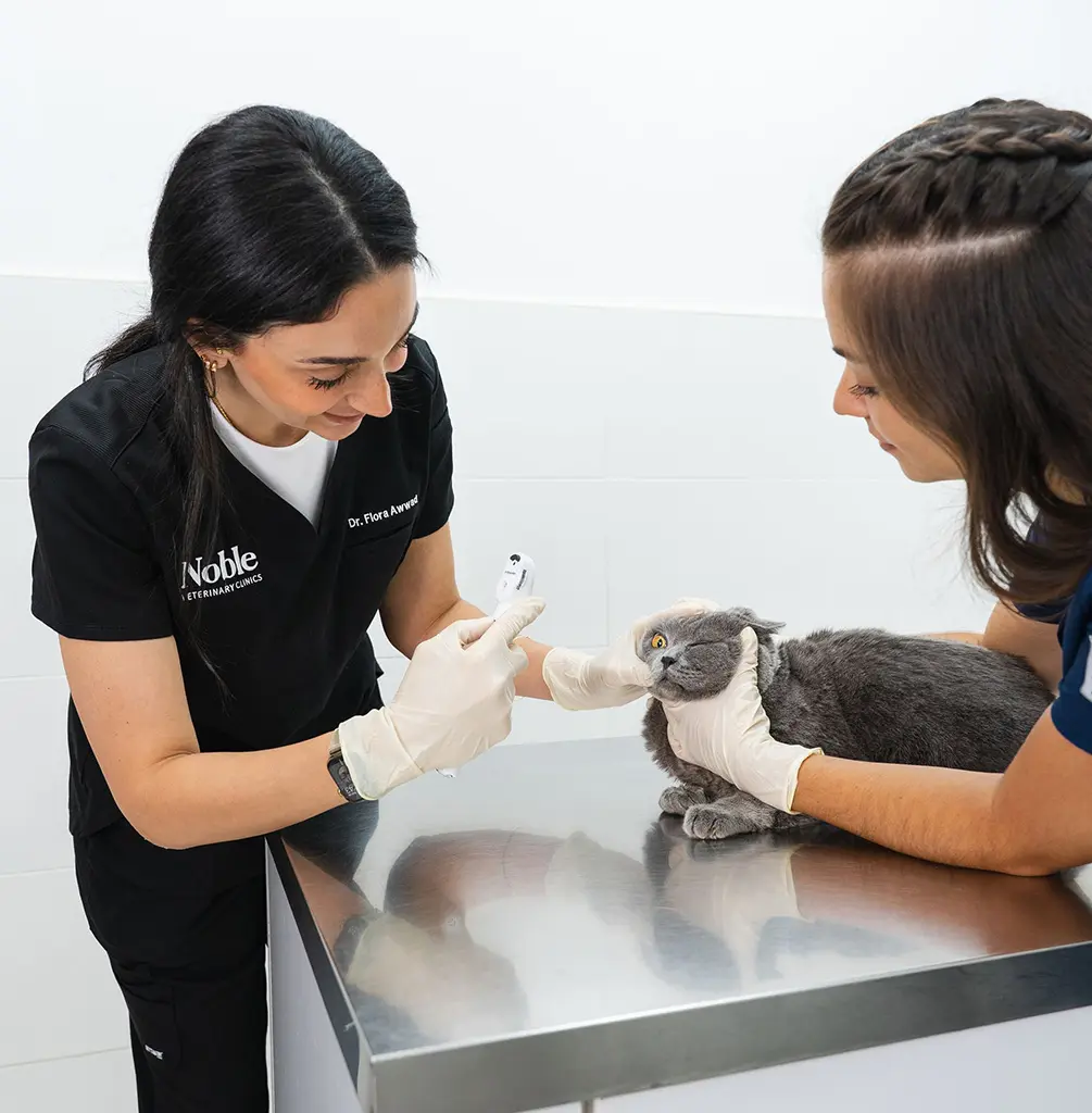 Veterinary surgeon Dr. Flora Awwad examining a gray cat on a stainless steel table during a health check.