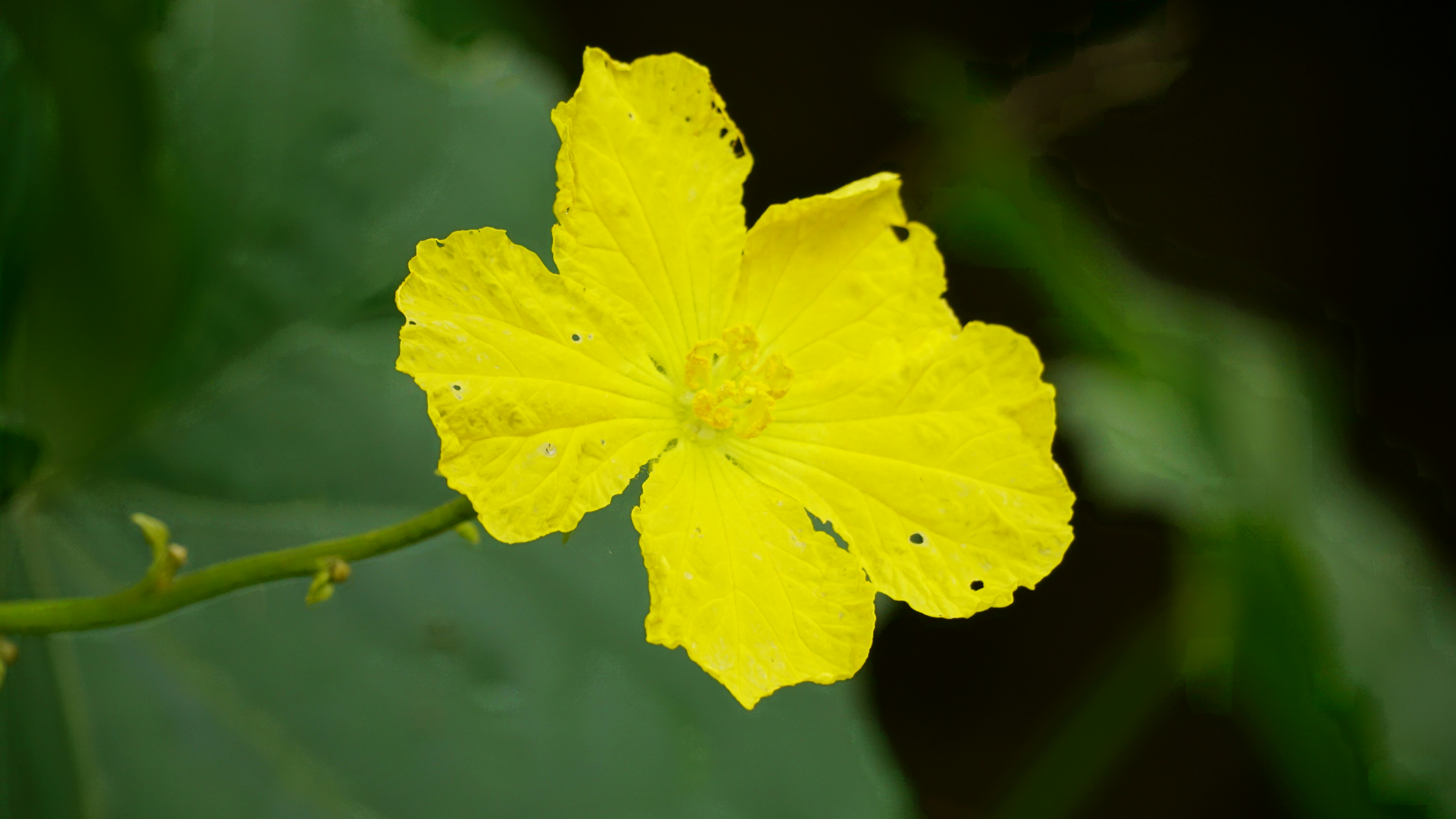 A yellow flower with green leaves in the background