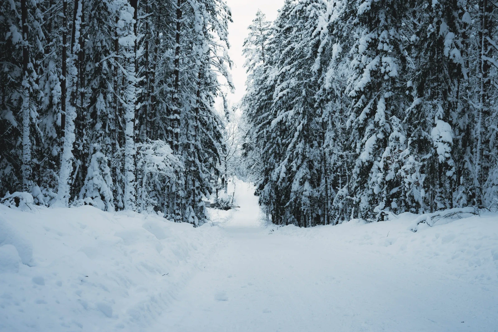 Winter: the pine track