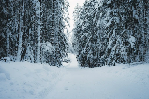 Winter: the pine track