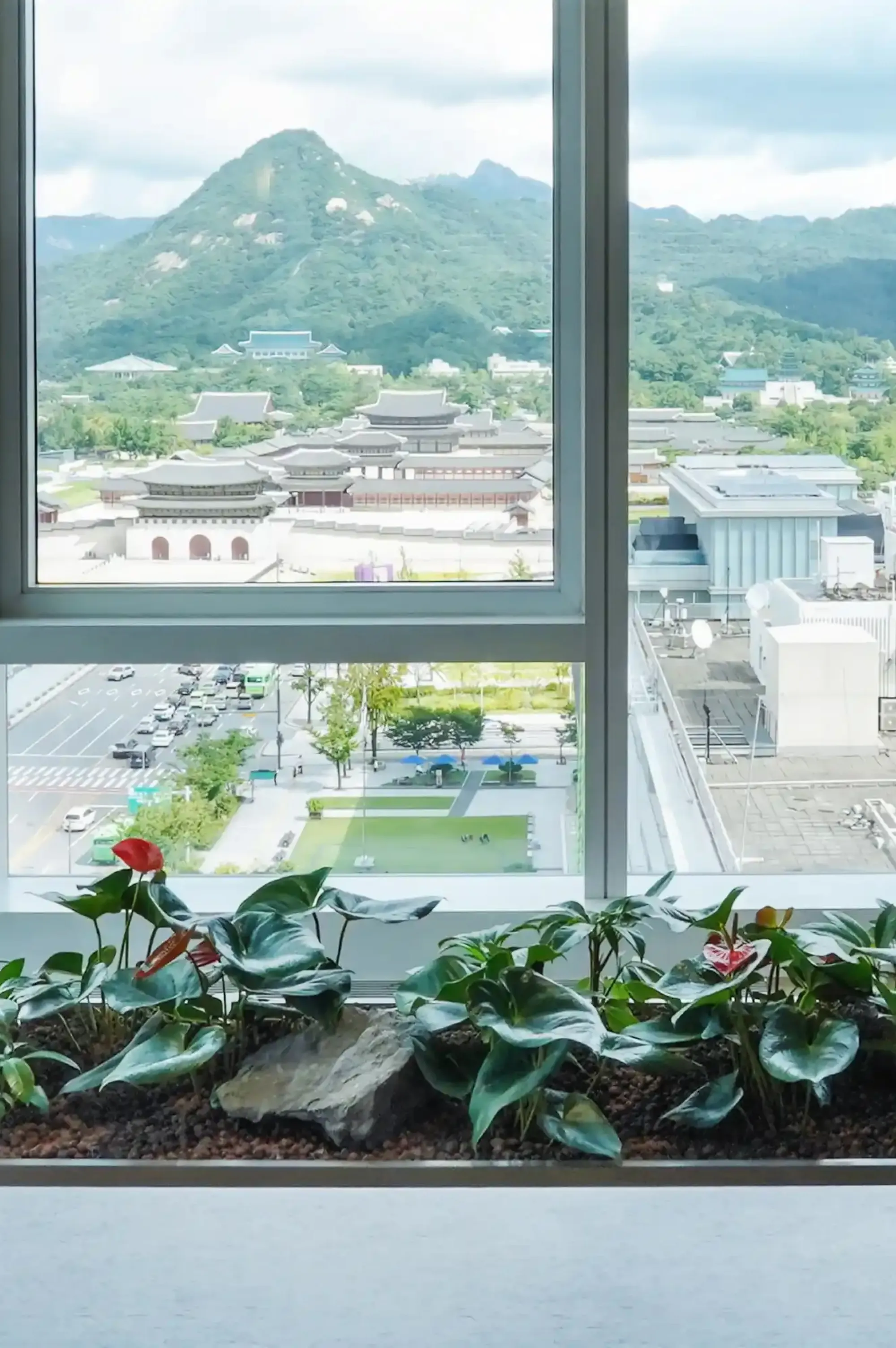 광화문이 내려다보이는 창문 앞에 식재한 안스리움