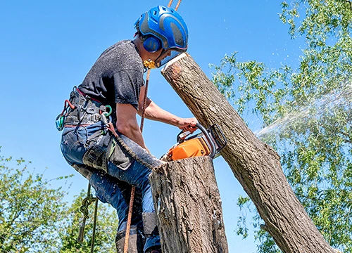 Elk Grove Tree Removal Services