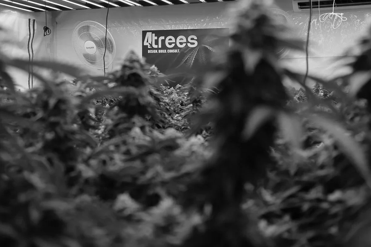 Indoor cannabis grow room with 4trees Cannabis Building sign in the background
