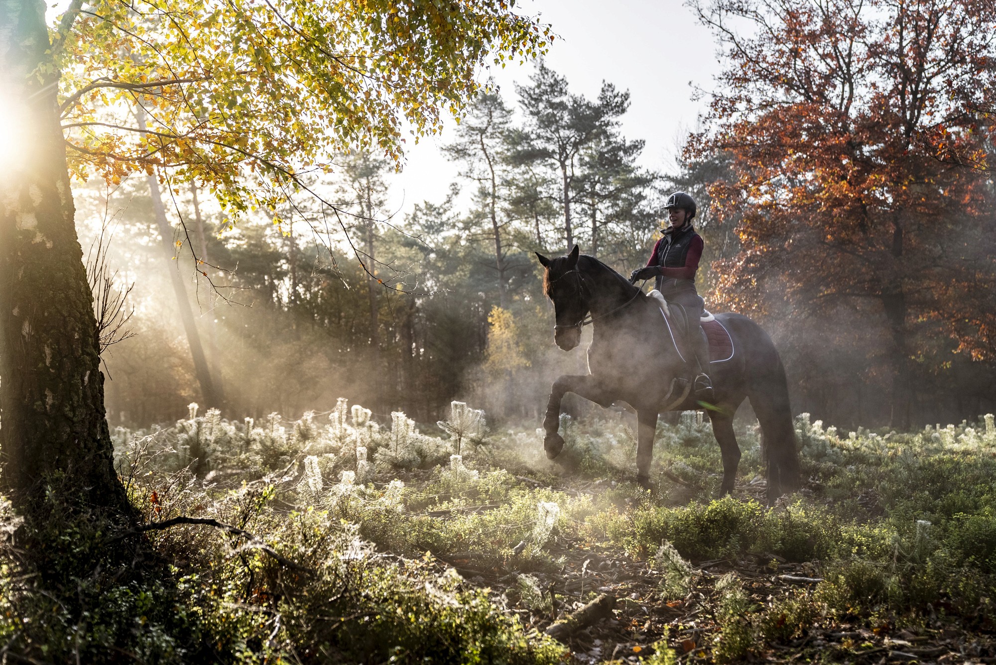 Horse in morning fog