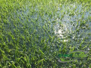 Ihr persönlicher Rasencoach