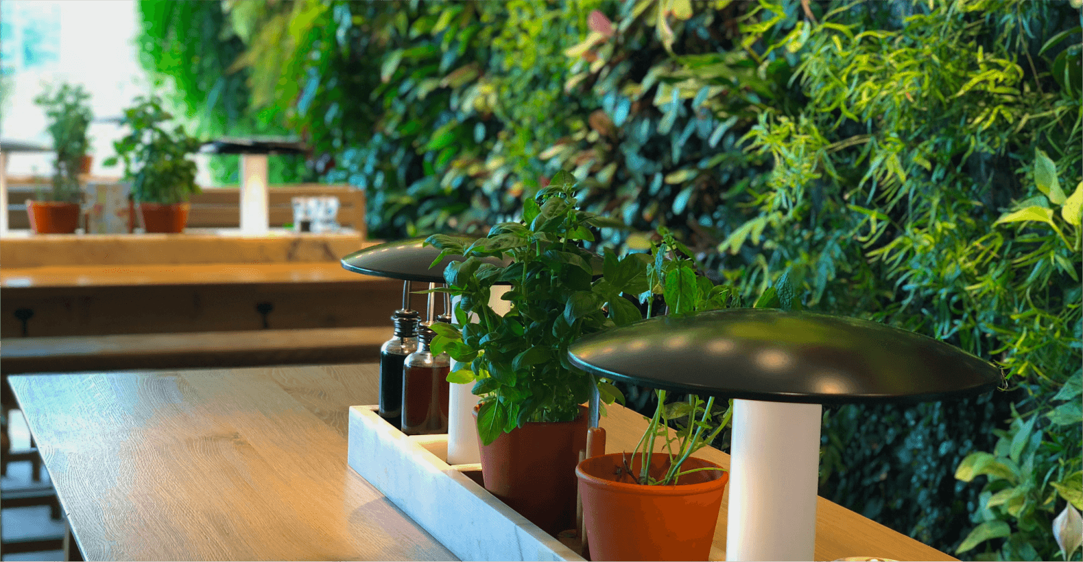 Table en bois ornée de pots d'herbes fraîches comme le basilic, accompagnée de bouteilles d'assaisonnement et de lampes au design moderne, avec un mur végétal luxuriant en arrière-plan.