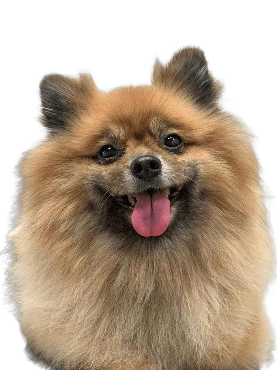 De-Shedding Animation Image