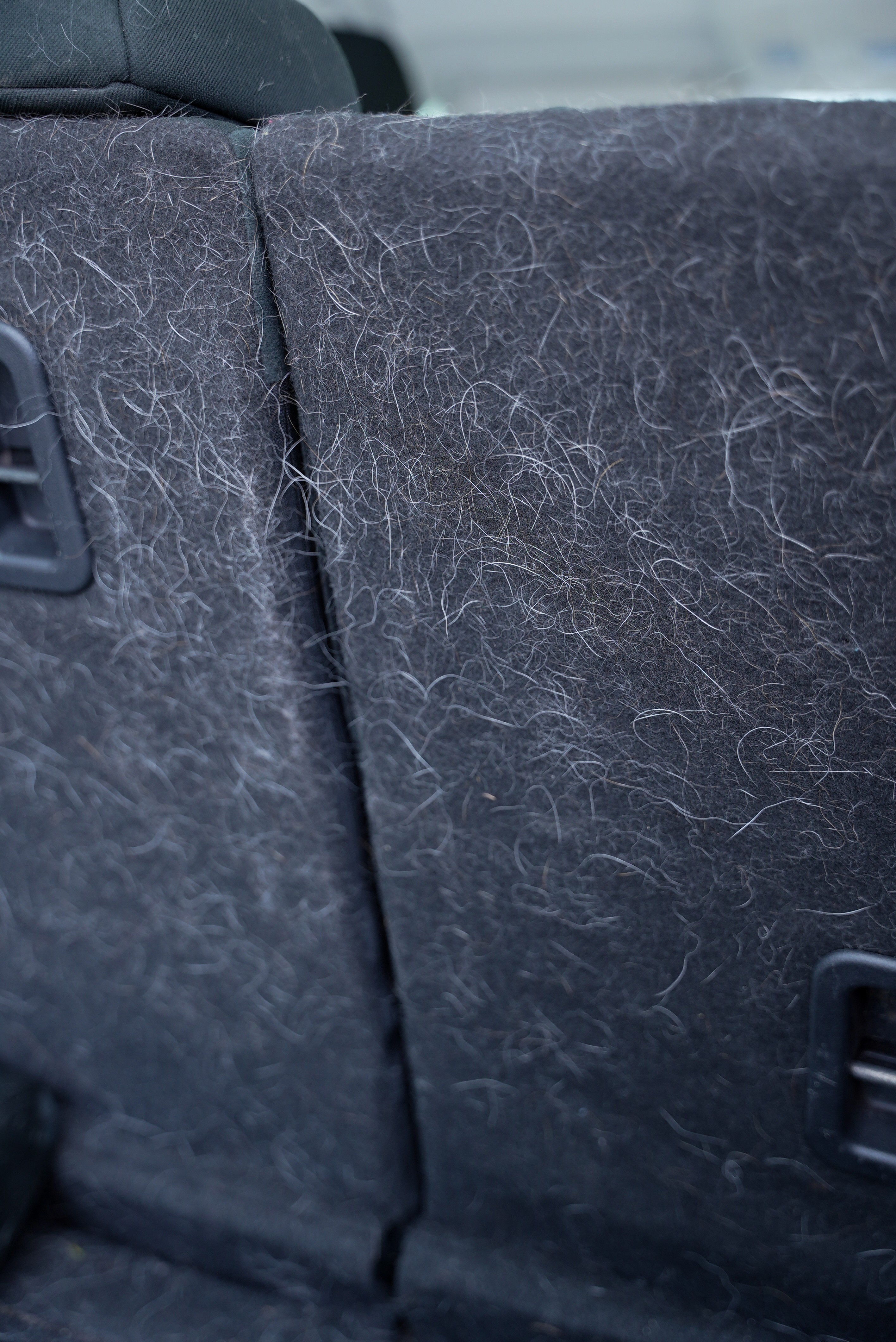 Toronto fur free pet hair trunk cleaning service