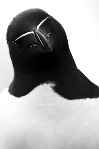 Black and white close-up of a bird with white markings.